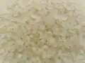 Aromatic japonica rice