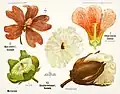 Excerpt from Botanische Wandtafeln, Malvaceae