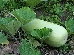Bottle Gourd (Ilo: Tabungaw or Tlg: Upo)