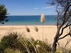 Lagurus Ovatus&nbsp;on the walk between Quarantine Station and Gunners Cottage