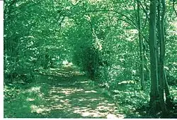 The Coach Road through the policies near the Lainshaw ha-ha prior to the creation of the SWAT paths.