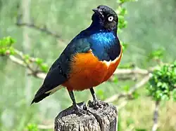 Superb starling (Lamprotornis superbus).