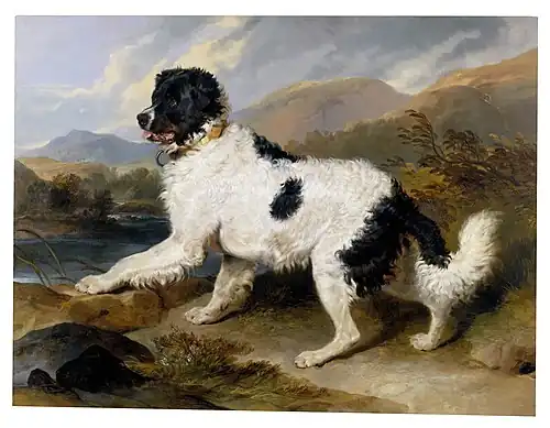 Lion, a Newfoundland Dog, 1824