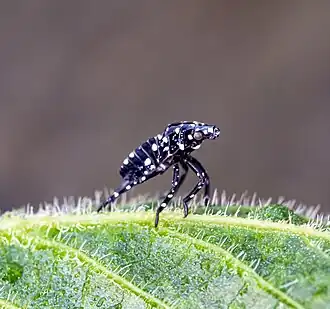 Spotted lanternfly early-instar nymph on a grape leaf
