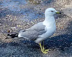 Ring-billed gull, Kungsträdgården, Stockholm