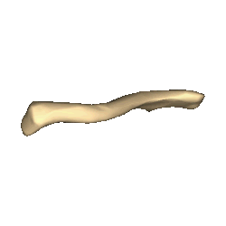 Shape of collarbone (left). Animation.