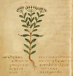 Manuscr. Leiden 6th cent Centauria minor