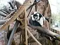 Black-and-white ruffed lemur