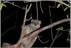 Gray lemur