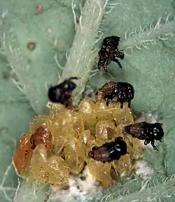 1st instar larva after hatching
