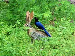 A photo of a bird sitting on top of a jackrabbit in dense foliage