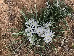 Common starlily
