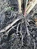 Roots of same specimen, exposed by wind-rock