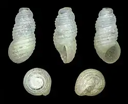 Liroceratia sulcata (Iravadiidae)