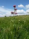 Martagon lily on the Faing lawn.