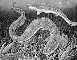 Sketch depicting Artist's rendering of Chondrichthyan Listracanthus