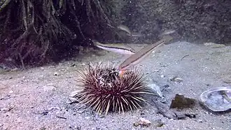 Feeding on a cracked open sea urchin