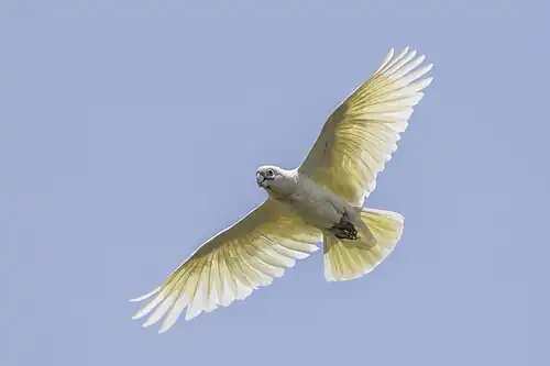 C. s. sanguinea, Northern Territory