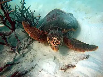 Loggerhead_Sea_Turtle-Caretta_caretta_(17298266875)