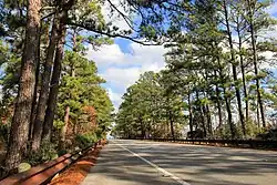 A two-lane highway with numerous pine trees populating both sides of the road