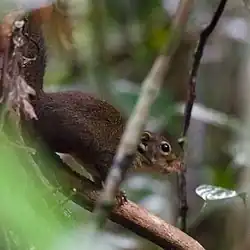 Brown squirrel