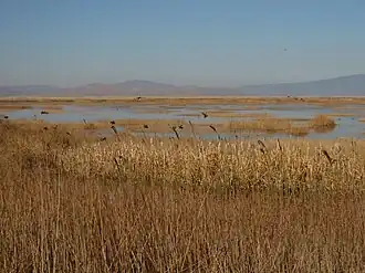 Freshwater marsh in the Lower Klamath NWR
