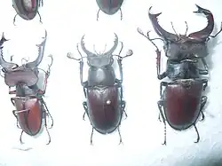 Lucanus cervus laticornis (middle)