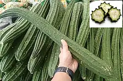Luffa (Ilo: Kabatiti or Tlg: Patola)