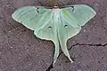 Indian Moon Moth
