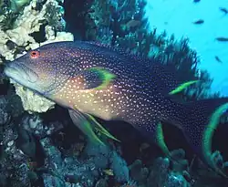 Serranidae Variola louti