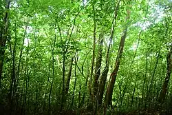 Forest in Matuguinao