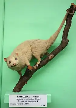 Brown opossum