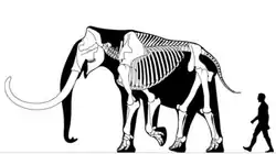 Columbian mammoth (M. columbi) bull around 3.7 m (12 ft 2 in) tall