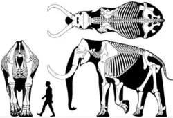 Steppe mammoth (M. trogontherii) around 3.9 m (12 ft 10 in) tall in front-on (without head) side-on and top-down views