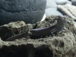 Lizard, seen from the right, with its head bent to the right, on a rock.