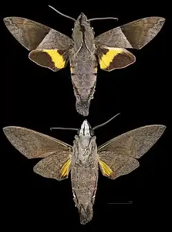 Macroglossum hemichroma