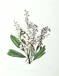 Clethra arborea