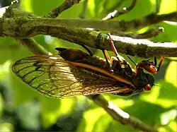 Female ovipositing