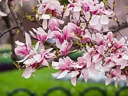 Magnolia in one of the gardens.