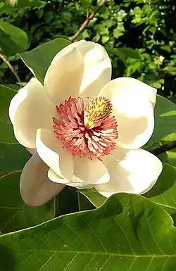 Tepals of Magnolia ×&nbsp;wieseneri