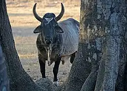 A Brahman bull in between two trees looking at the camera. It is black and covered with white and grey speckles. It has large horns and a prominent hump and dewlap.