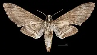 Manduca corallina ♀ △