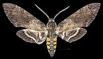 Manduca sexta jamaicensis Male dorsal