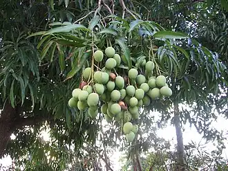 Unripe mangos in Rincón, Puerto&nbsp;Rico