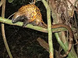 A black-bellied pangolin on a tree branch at night