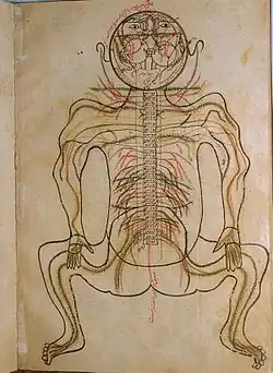Image 17A coloured illustration from Mansur's Anatomy, c. 1450 (from Science in the medieval Islamic world)