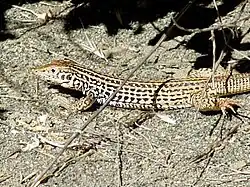 Western whiptail lizard