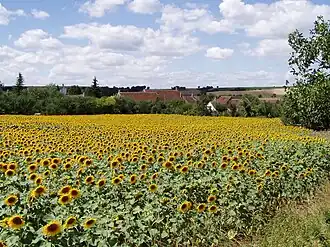 A field of sunflowers in Marcy