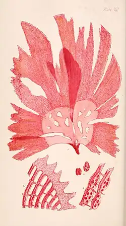 Martensia australis Harvey