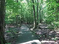 Boardwalk in Mason Neck
